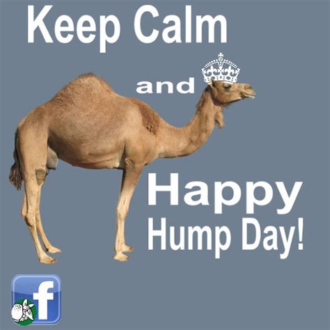 Happy Hump Day Quotes And Sayings Quotesgram