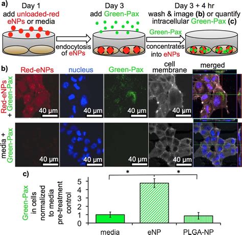 In Vitro Characterization And Quantification Of The Drug Concentrating