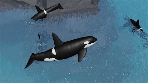 Old Roblox Recordings Of Orcas In Wild Ocean YouTube