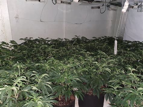 Nearly 100 Cannabis Plants Seized After Police Raid In Birmingham Express And Star