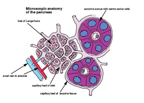 The Anatomy Of The Endocrine Pancreas Flashcards Quizlet