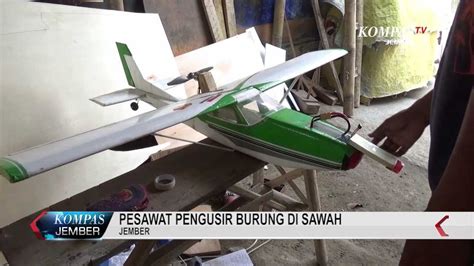 Pesawat Pengusir Burung Di Sawah Youtube