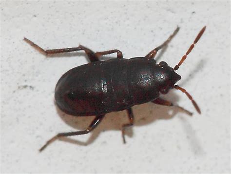 Dirt Colored Seed Bug Nymph Bugguidenet