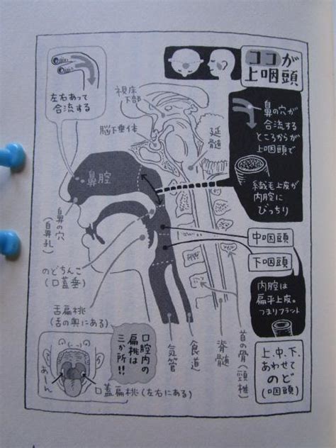 古本屋の殴り書き（旧） 食事と自律神経の関係／『病気が治る鼻うがい健康法 体の不調は慢性上咽頭炎がつくる』堀田修