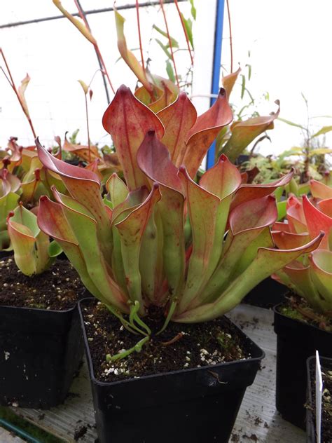 H Heliamphora Exappendiculata Amuri Tepui Dimsnursery Flickr