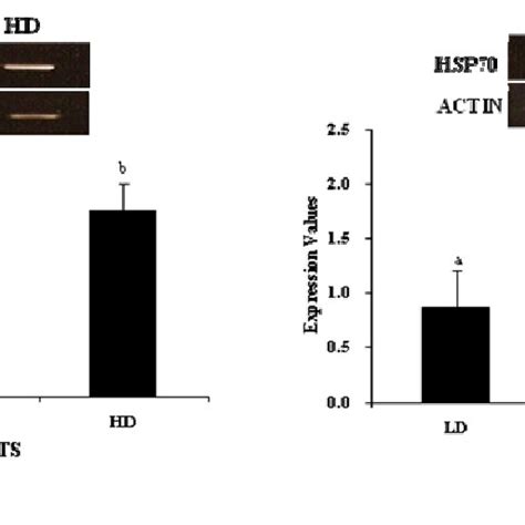 The MRNA Expression Levels Of HSP70 After Different Stocking Density