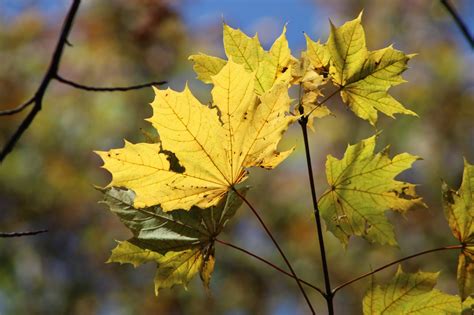 Tombe Automne Feuille Photo Gratuite Sur Pixabay Pixabay