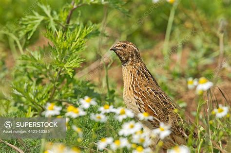 Common Quail Coturnix Coturnix Adult Male Standing Amongst Weeds On