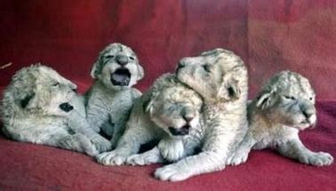 African lion cubs - Animals Photo (185922) - Fanpop