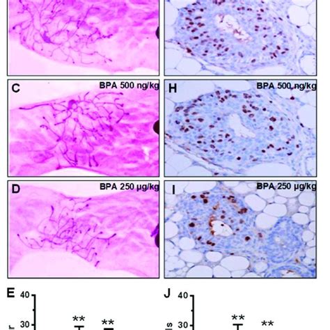 In Utero Bpa Exposure Affects Terminal End Bud Teb Number And Brdu