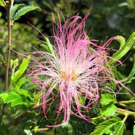 Calliandra Surinamensis Dixie Pink Pompon Du Marin Arbuste Aux