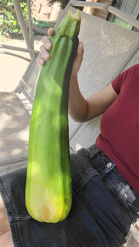 Giant Zucchini Rdontstarvetogether