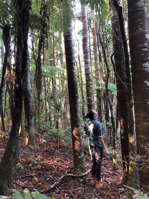 kauri dieback track upgrades programme renature