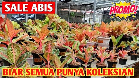 Sale Abis Biar Semua Orang Punya Aglonema Koleksian Youtube