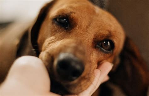 Lamour Inconditionnel D Un Chien Pour Les Humains