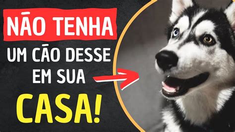 Motivos Para N O Ter Um Husky Siberiano Youtube