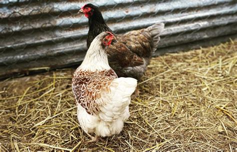 Splash Laced Red Wyandotte Breed Profile Chicken Fans