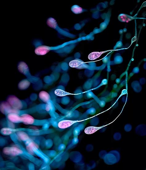 Comprendre l importance de la durée de vie des spermatozoïdes dans la