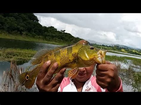 Pescaria de tucunaré na varinha telescópica YouTube