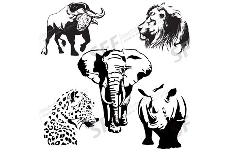 Goodinfo: Big Five Animals Black And White