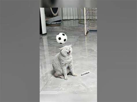 Котики играют в мячик 😊 #кошка - YouTube
