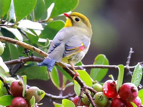 Oahu Endemic Birding Adventure | Hawaii Bird Tours