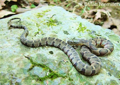 Northern Watersnake | State of Tennessee, Wildlife Resources Agency