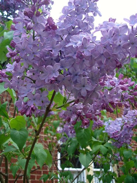 Days at Buttermilk Cottage: The Lilac Bushes are Blooming!