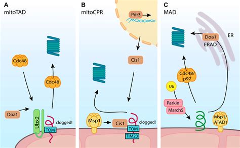 Quality Control Of Blocked Translocases A In Mitochondrial Protein