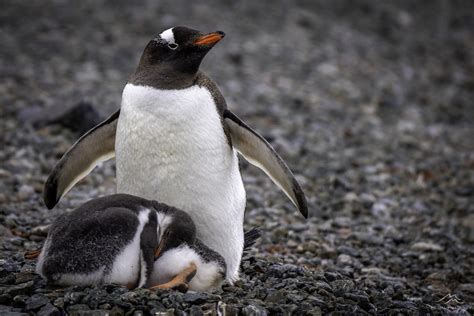 Reasons To Visit Antarctica Antarctica Photography Tours