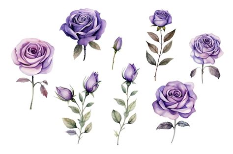 Premium Vector Watercolor Illustration Of Rose Flower