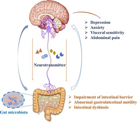 A Focused Look On The Gut-Brain Axis | Part 1 - Integrative Wellness ...