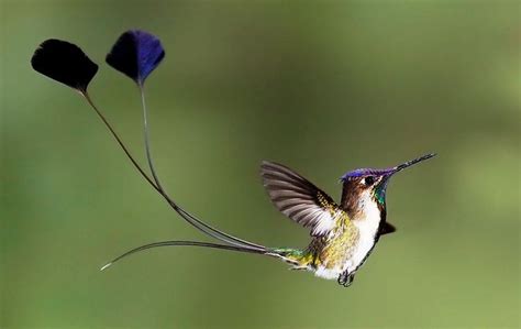 Marvelous Spatuletail - Nature's Most Beautiful Bird | Beautiful birds ...