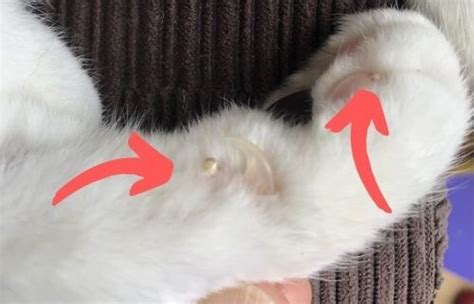 Horned Paws On Cats What To Do About Cutaneous Claws Upgrade Your