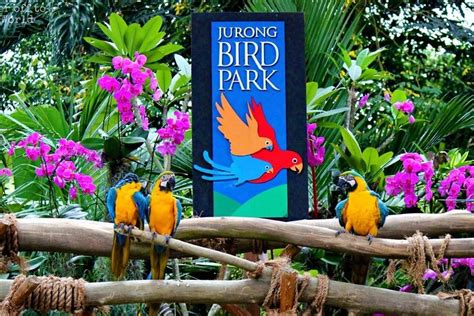 Tripadvisor Singapur Eintrittskarte Für Den Jurong Bird Park Zur