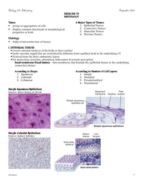 Lab Exercise 7 Epithelial Tissue Answers Exercise Poster