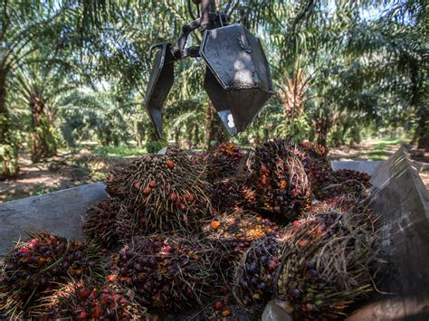 Europe's ban on palm oil might actually hurt the environment 
