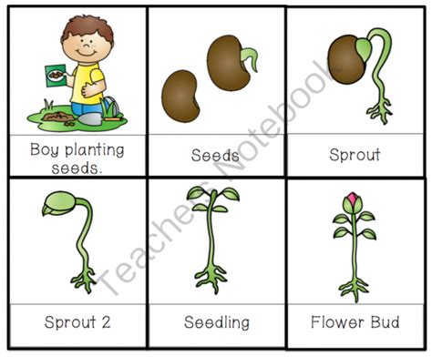 Activity If You Plant A Seed