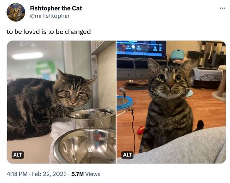 Cat To Be Loved Is To Be Changed Know Your Meme