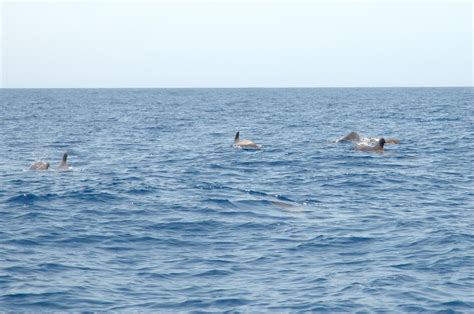 Whales refuse to leave stranded pod members as they die | Grist