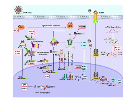 Regulation Of Nuclear Dna Sensors The Expression And Activation Of