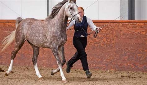 Dapple Grey Horse - All About Genes, Color & Breeds - Equine Desire