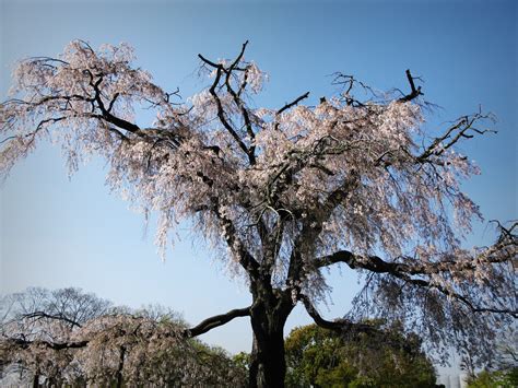 My Kyoto Sakura-viewing Route - Knycx Journeying