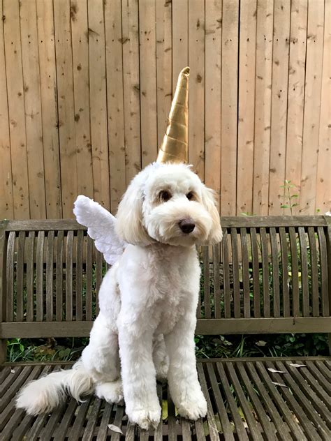 Dog Outfit Unicorn Horn And Wings The Mythical Mutt Bundle