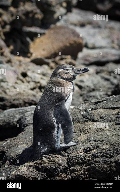 Galapagos Penguin Spheniscus Mendiculus Bartolome Island Galapagos