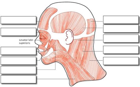 Muscles Of The Head And Neck Worksheets