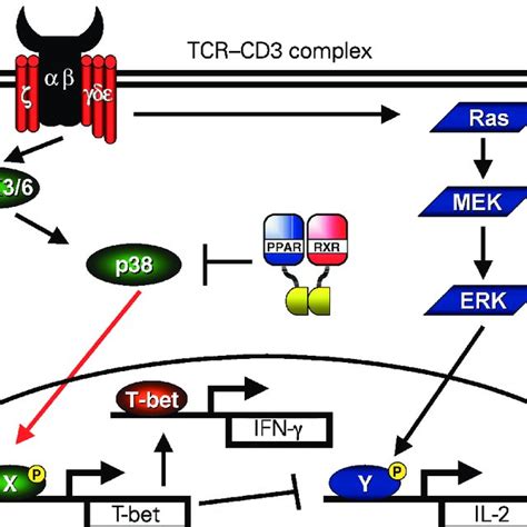 Model For Peroxisome Proliferator Activated Receptor Pparα Mediated