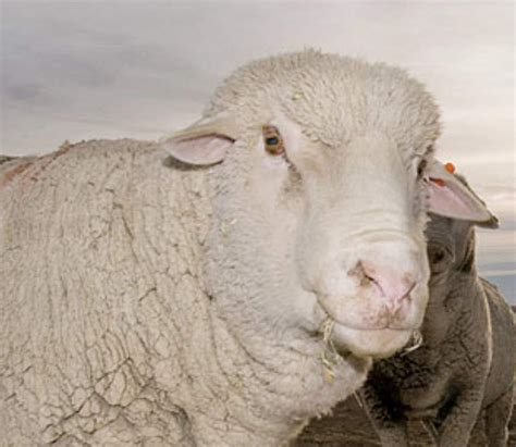 Know Your Fiber Targhee Wool Sheep Breeds Sheep Popular Breeds