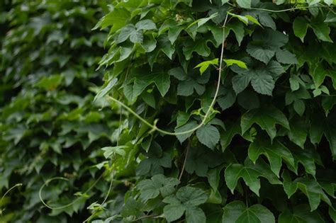 Planta Trepadora Verde En La Pared Foto Premium