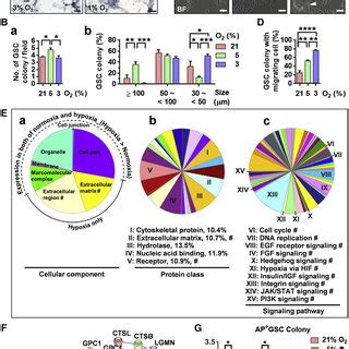 Effect Of Oxygen Tension On AP GSCs In A Serum Free Culture System